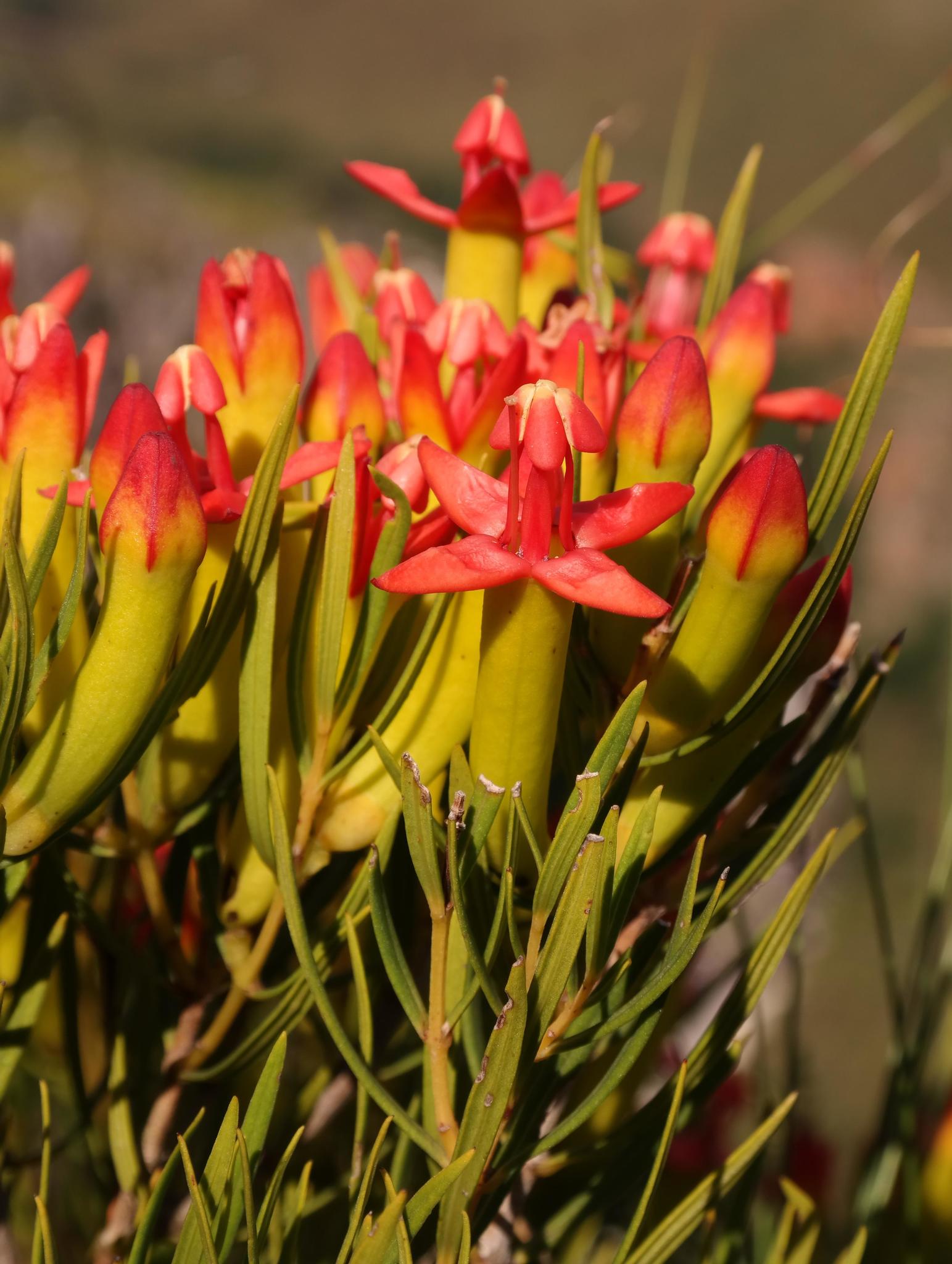 Penaeaceae