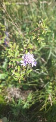 Scabiosa canescens