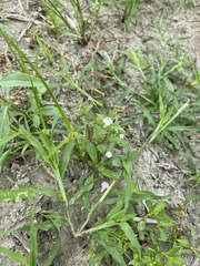 Lindernia procumbens