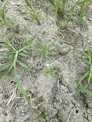 Lindernia procumbens