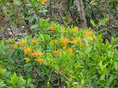 Strophanthus speciosus