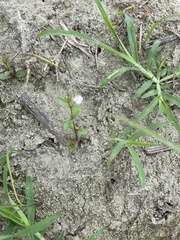 Lindernia procumbens