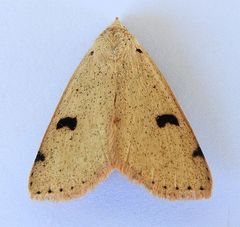 Scolecocampa atriluna