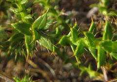 Cullumia setosa setosa