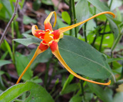 Strophanthus speciosus