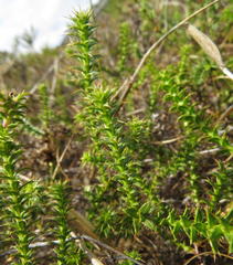 Cullumia setosa setosa
