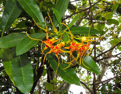 Strophanthus speciosus
