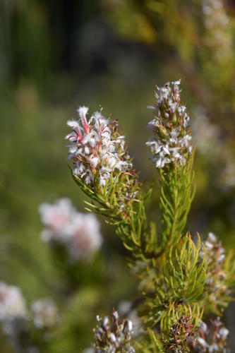 Spatalla parilis Knight