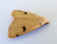 Scolecocampa atriluna