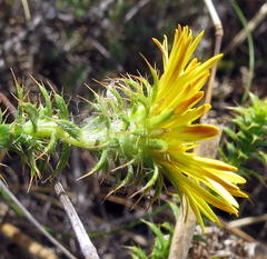 Cullumia setosa setosa
