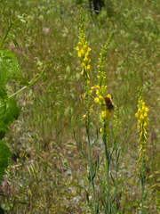 Linaria angustissima