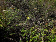 Cullumia setosa setosa