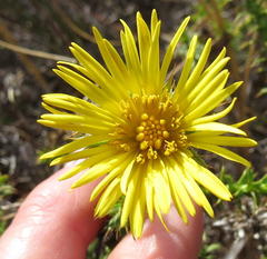 Cullumia setosa setosa