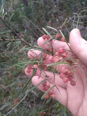 Lasiopetalum rufum