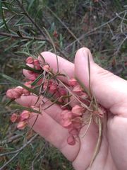 Lasiopetalum rufum