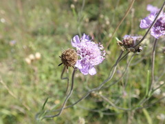 Scabiosa canescens