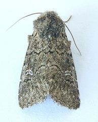 Properigea niveirena