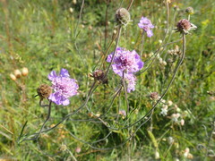 Scabiosa canescens