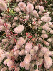Trifolium arvense