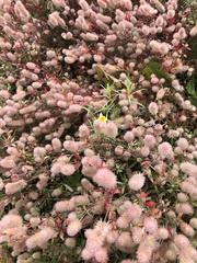 Trifolium arvense