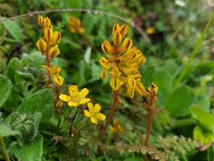 Corydalis crispa