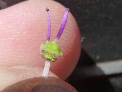 Ledebouria ovatifolia ovatifolia