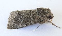 Properigea niveirena