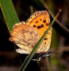 Chrysoritis chrysaor