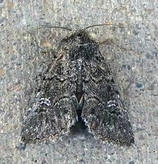 Properigea niveirena