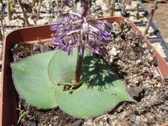 Ledebouria ovatifolia ovatifolia
