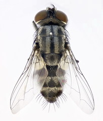 Amobia signata