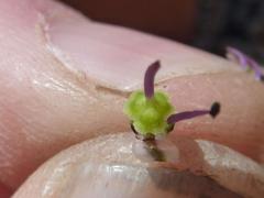 Ledebouria ovatifolia ovatifolia