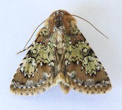 Hemibryomima chryselectra