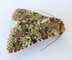 Hemibryomima chryselectra