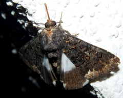 Catephia alchymista