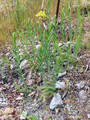 Linaria angustissima