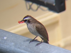 Pycnonotus goiavier
