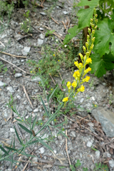 Linaria angustissima