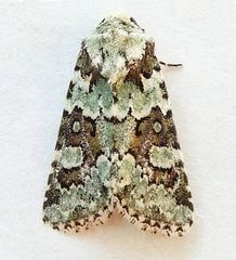 Lacinipolia strigicollis