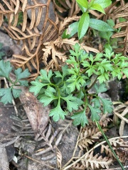 Xanthosia dissecta