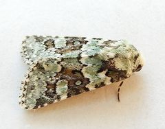 Lacinipolia strigicollis