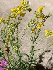 Linaria angustissima