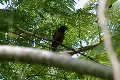 Monarcha castaneiventris