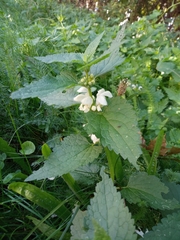 Lamium album