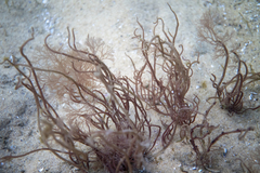 Gracilaria secundata