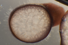 Gracilaria secundata