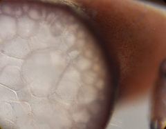 Gracilaria secundata
