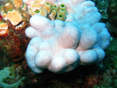 Cladiella