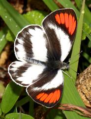 Colotis euippe omphale