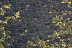 Dasycladus vermicularis